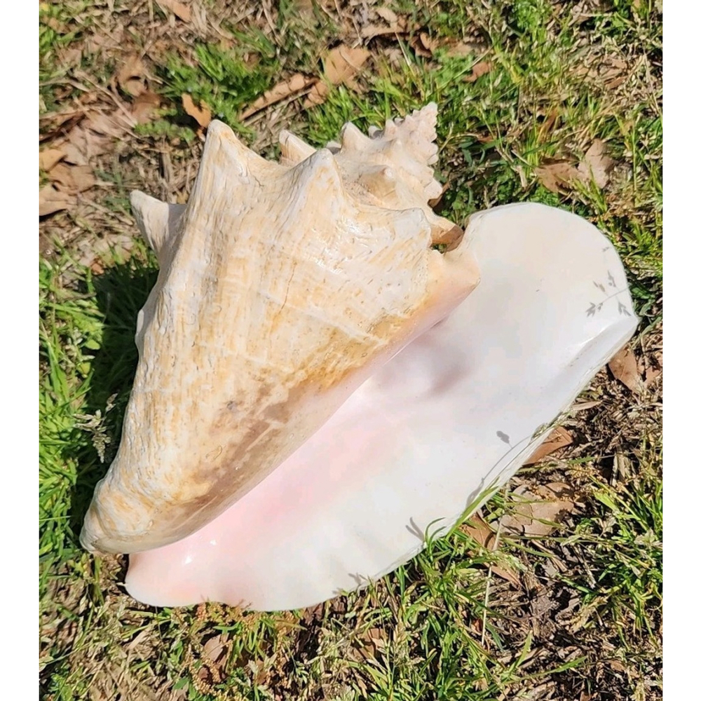 Vintage Queen Stromb Conch Shell Nautical Art Pink Natural - Picture 3 of 12